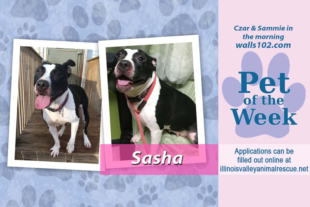 pet-of-the-week-2020-sasha