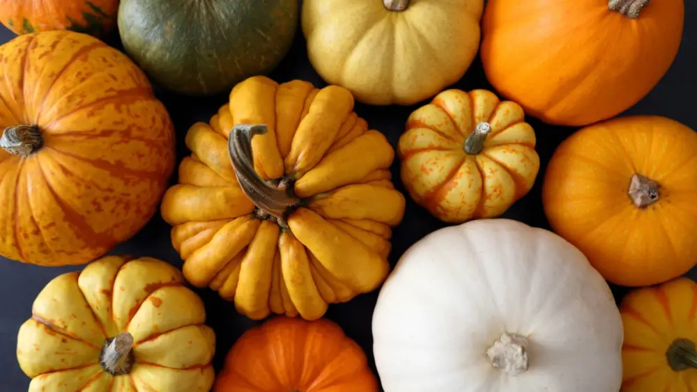 squash-and-pumpkins