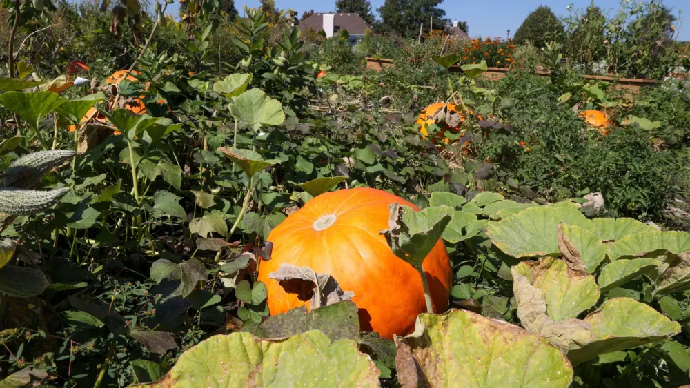 orgyw6yzkzh53ncnvtswoi4mam