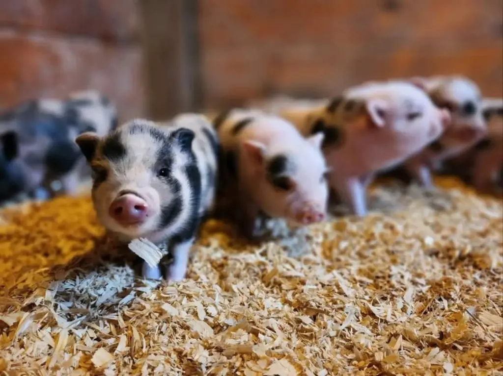 225umhcsp5ftnp2oos6i4wdqnu