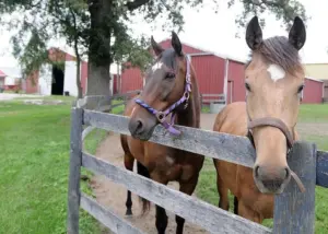 pblgbmy62joqjjcpfdodjnqrjm