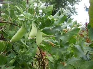 6vhnii7hfgshc64juaokak4tta