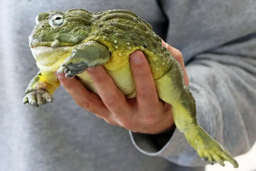 Explore the world of reptiles with a live animal program at 1 p.m. Sunday, April 26, at the Starved Rock State Park Visitor Center.The presentation features live, native reptiles and amphibians. Guests will explore the fascinating herpetofauna species in Illinois, such as frogs, snakes, turtles, and more.