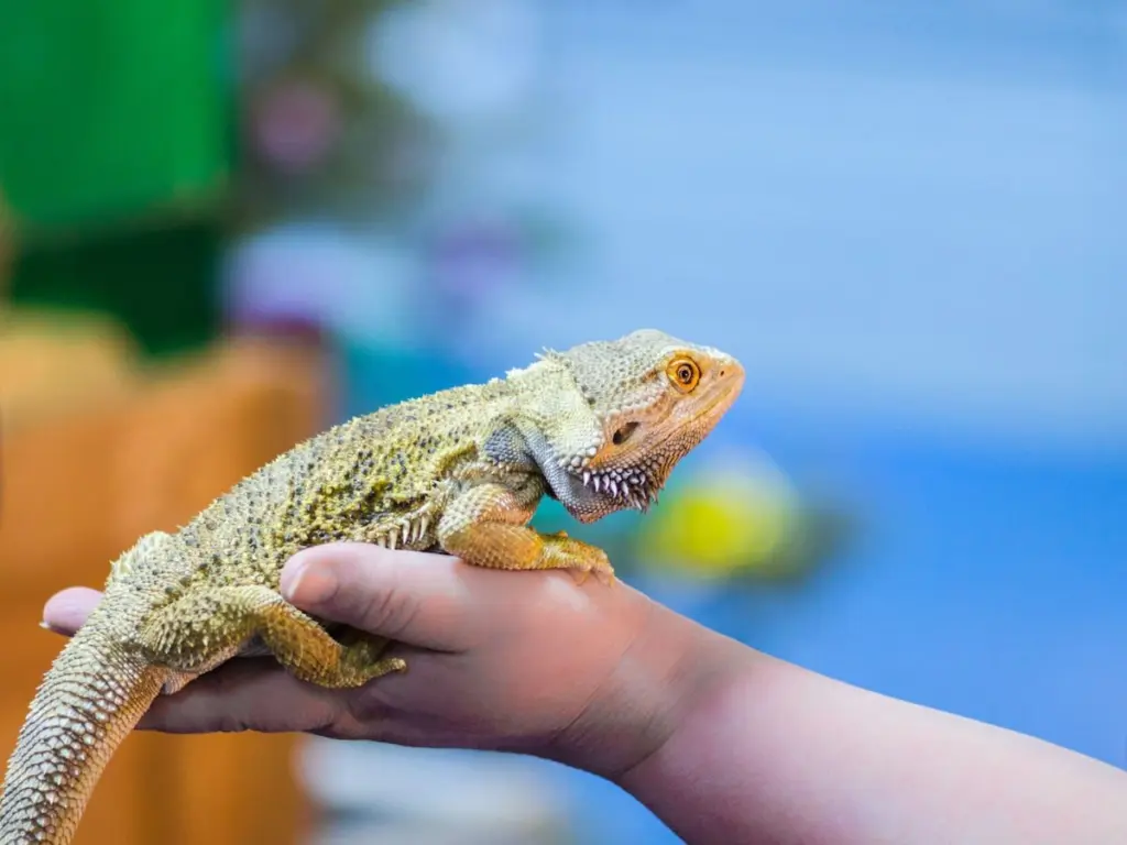 “Explore the World of Reptiles: Live Animal Program” will be at 1 p.m. Sunday, April 26, at Starved Rock State Park Visitor Center.The presentation features live, native reptiles and amphibians. Guests will explore the herpetofauna of Illinois, including frogs, snakes, turtles, and more.