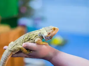 yja3stgiszkllk7salvwmpakde827988