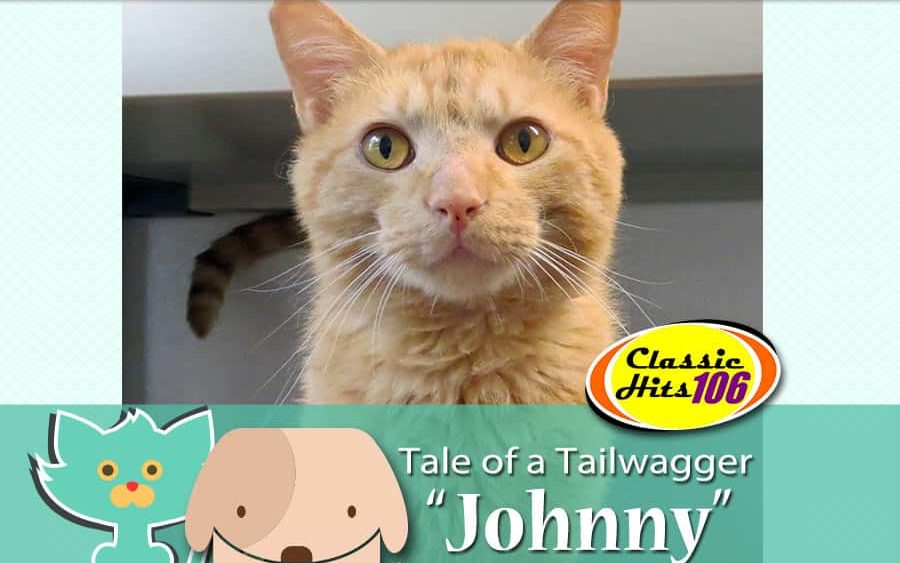 tale-of-a-tailwagger-johnny-2