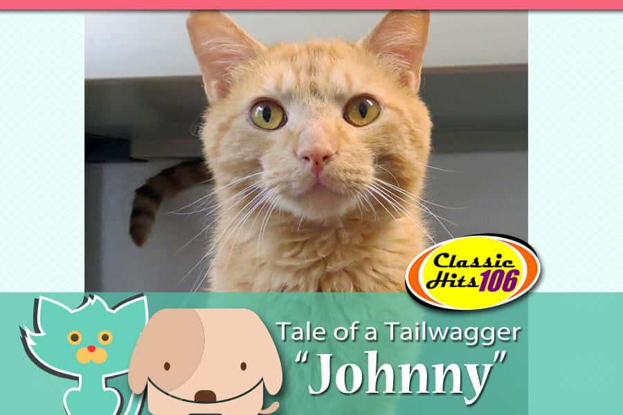 tale-of-a-tailwagger-johnny-2