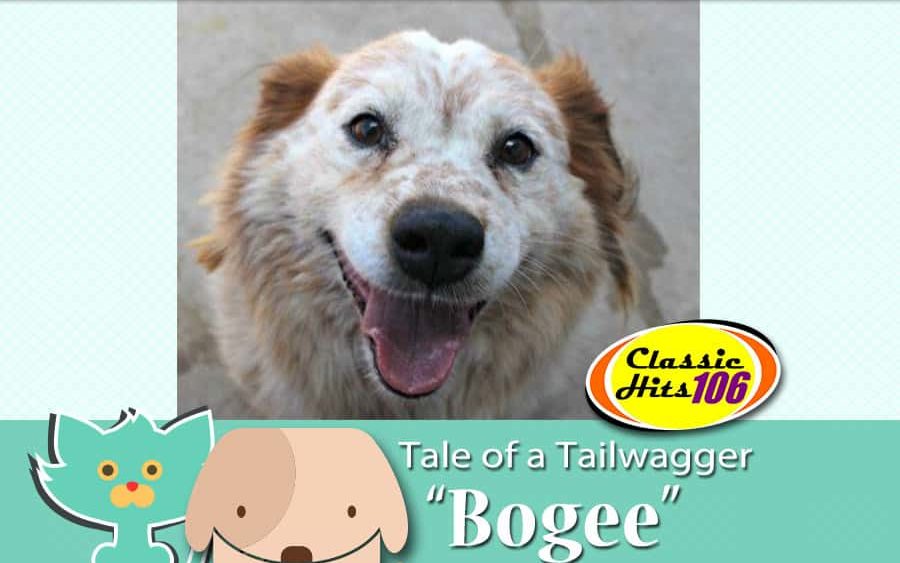 tale-of-a-tailwagger-bogee-2