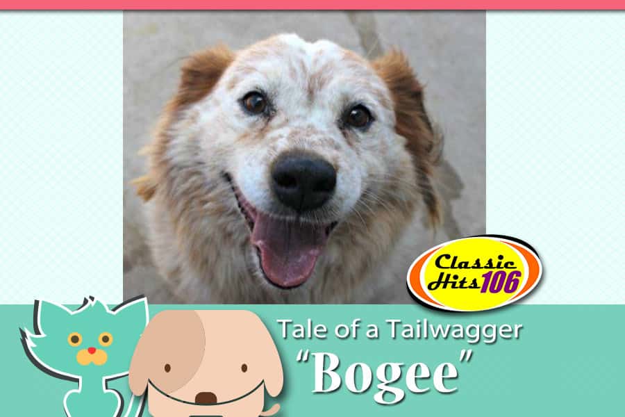tale-of-a-tailwagger-bogee-2