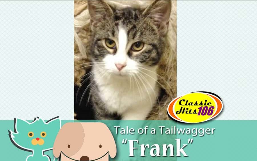 tale-of-a-tailwagger-frank-2