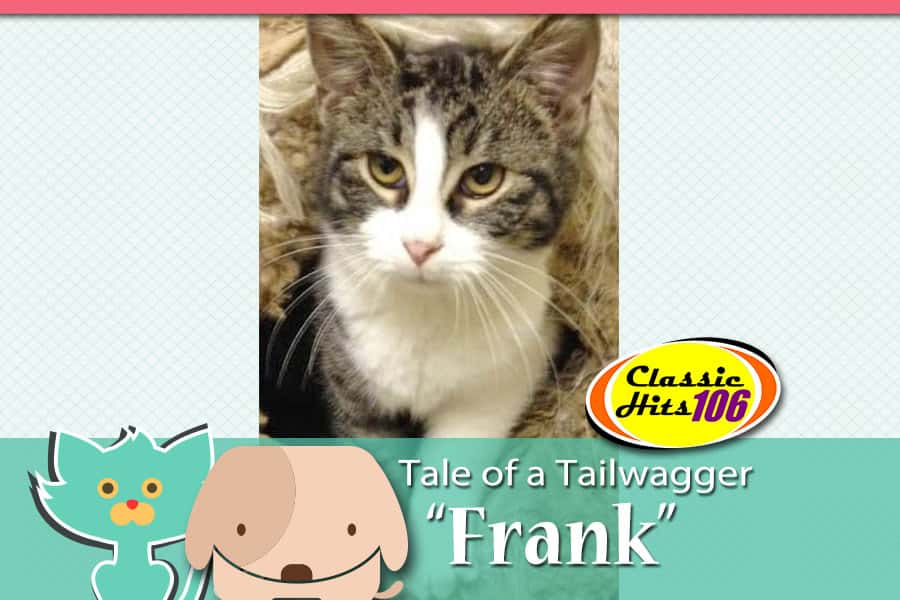 tale-of-a-tailwagger-frank-2
