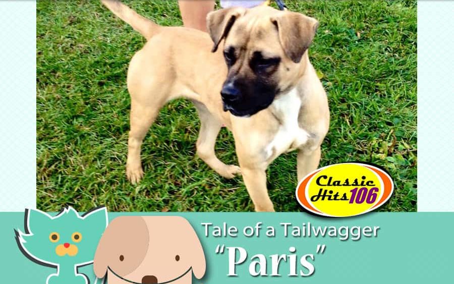tale-of-a-tailwagger-paris-2