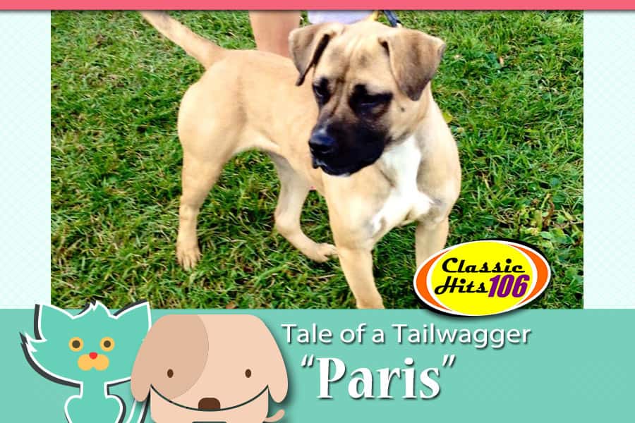 tale-of-a-tailwagger-paris-2