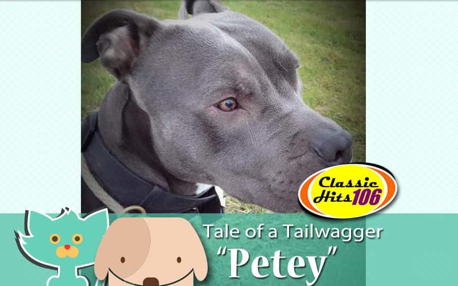 tale-of-a-tailwagger-petey-2