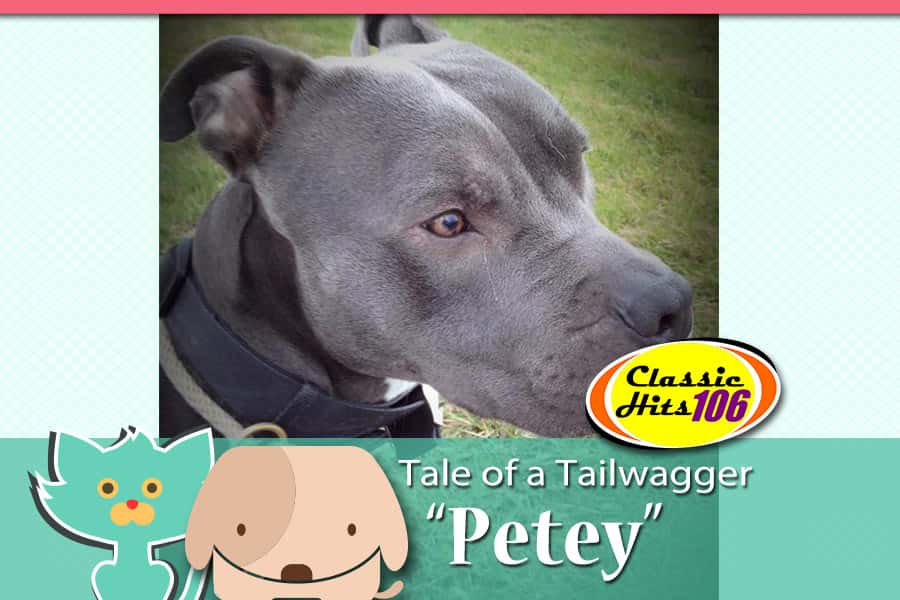 tale-of-a-tailwagger-petey-2