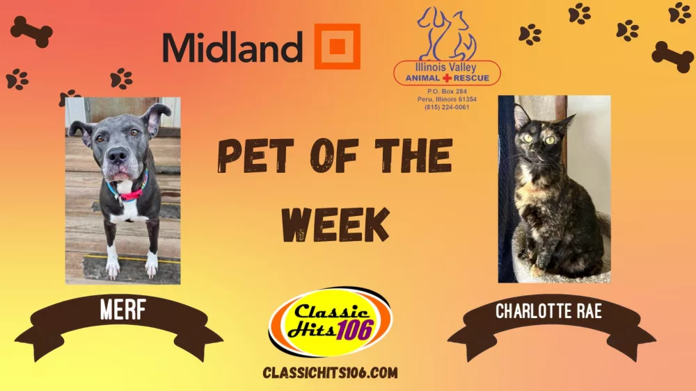 pet-of-the-week-q-hits-2-4