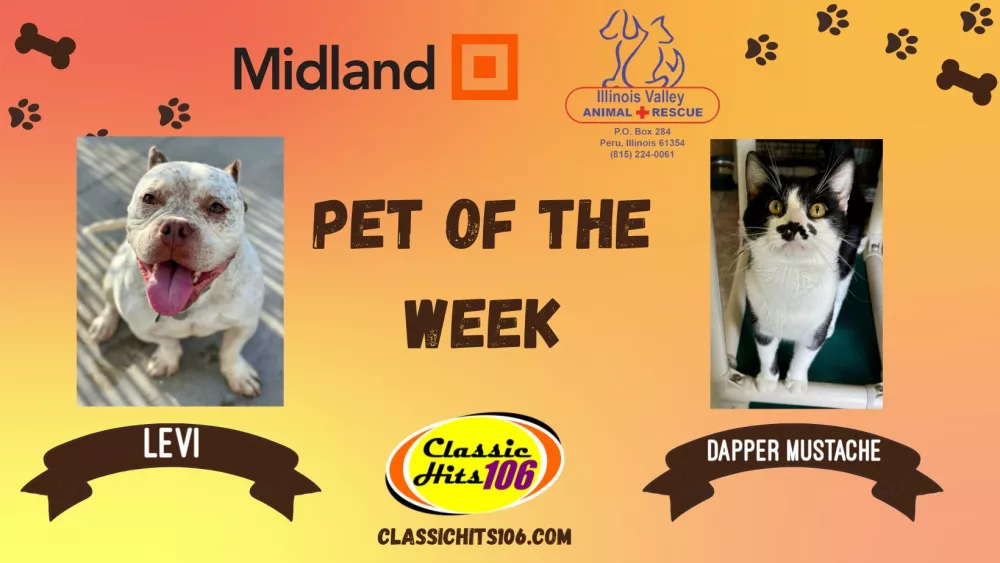pet-of-the-week-q-hits-2-5