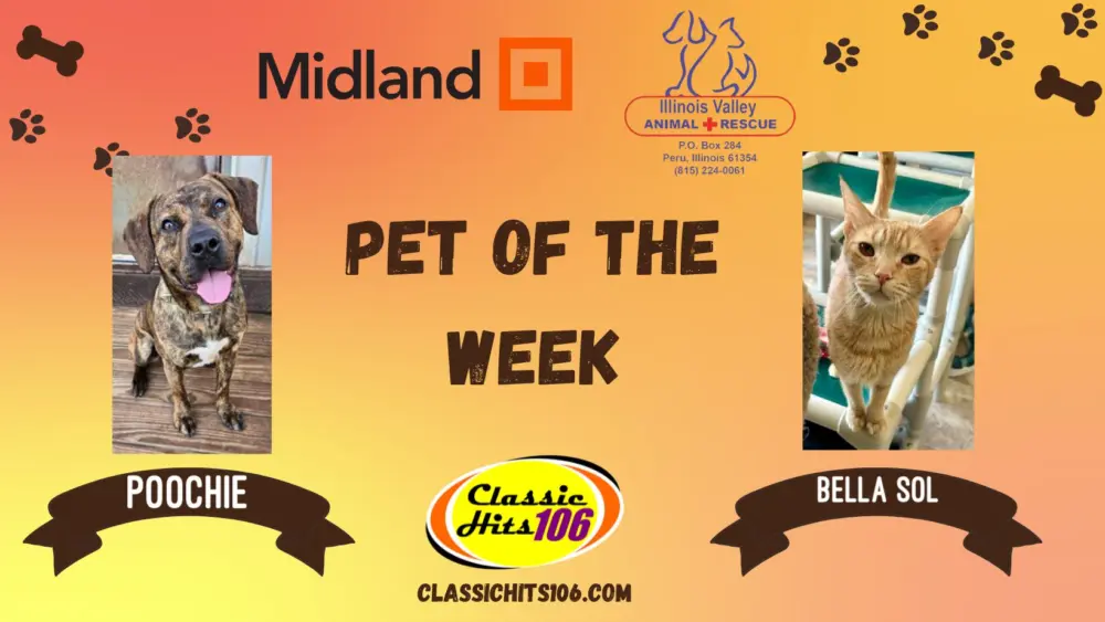 pet-of-the-week-q-hits-2-6