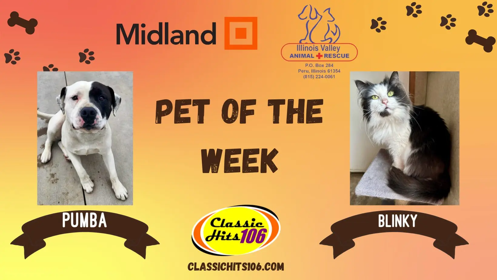 pet-of-the-week-q-hits-2-7