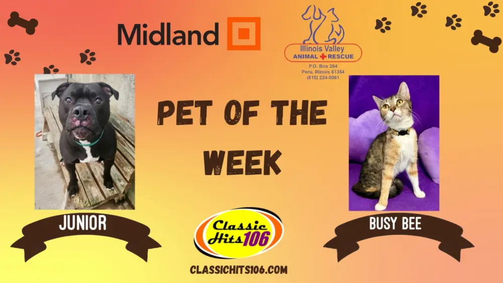 pet-of-the-week-q-hits-2-8