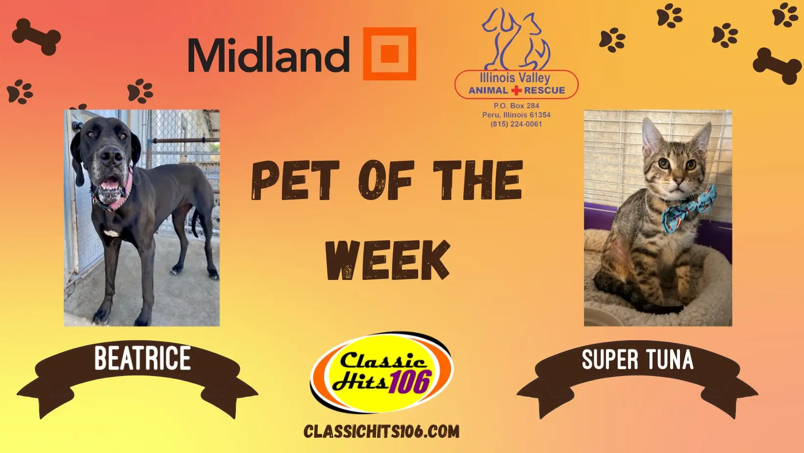 pet-of-the-week-q-hits-2-10