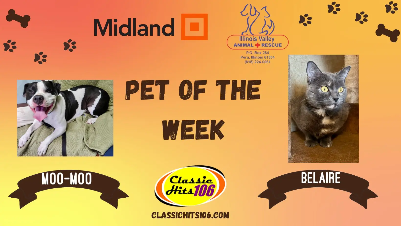 pet-of-the-week-q-hits-2-11
