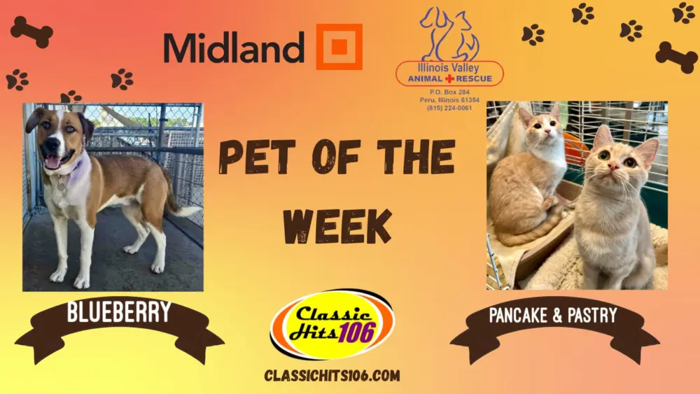 pet-of-the-week-q-hits-2-12