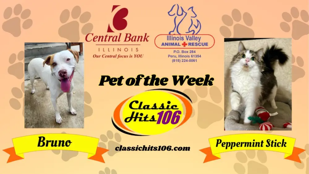 pet-of-the-week-wyys