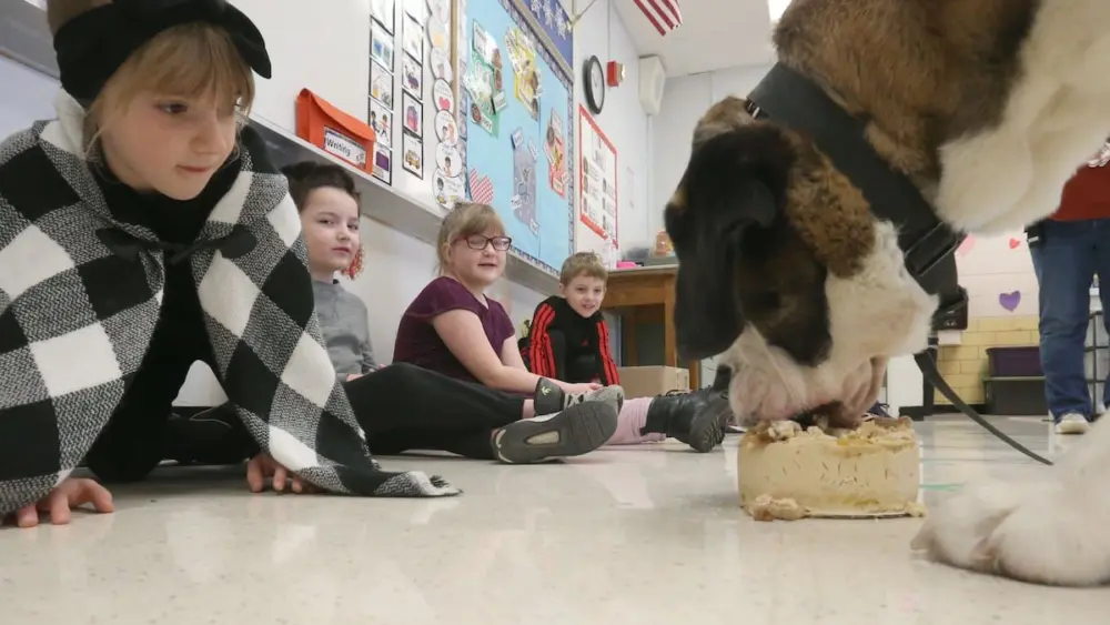 Peru Police K-9 Haven turns 2! Haven celebrated her birthday by eating a dog cake and having students sing "Happy Birthday" on Wednesday, Feb. 25, 2026 at Students Obtaining Achievement and Responsibility (SOAR) School in Peru. K-9 Haven brings comfort, joy, and smiles to many in Peru and elsewhere.