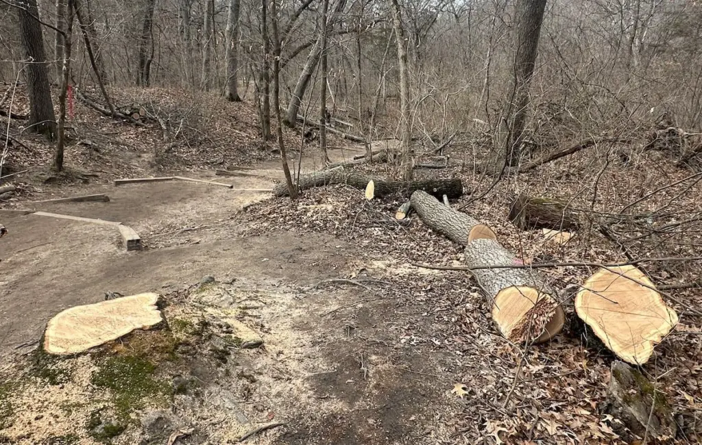 Crews started cutting trees near the trailhead to French Canyon on Monday, March 2, 2026 at Starved Rock State Park. A newly constructed bridge will be built here beginning this month. Starved Rock State Park received a 37 million upgrade to trail improvement that is underway and continue through 2026. Trail closures will be announced on the Starved Rock and Matthiessen State Park Facebook pages.