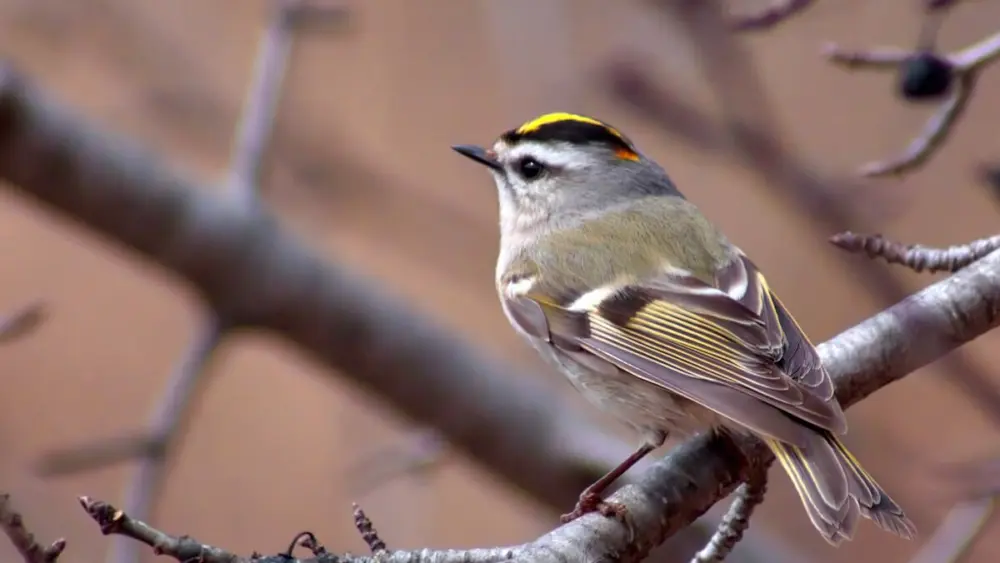 The University of Illinois Extension will hold a migratory birdwatching hike for birdwatchers and nature enthusiasts from 8 to 10 a.m. Saturday, April 18, at Lake Kakusha, 1506 Lakeview Drive, Mendota.