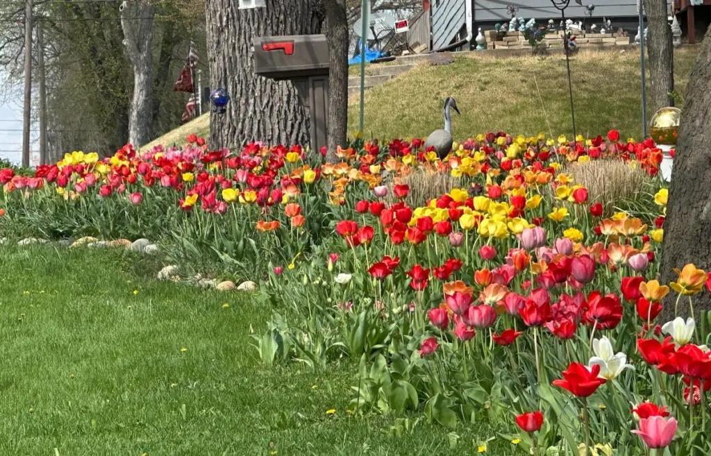More than 1,000 tulips bloom beneath flowering redbud trees on Monday, April 21, 2026, outside a home at the corner of Greenwood and Fourth streets in Spring Valley. The tulips return each year at this location, creating a vibrant display that serves as a sure sign of spring.