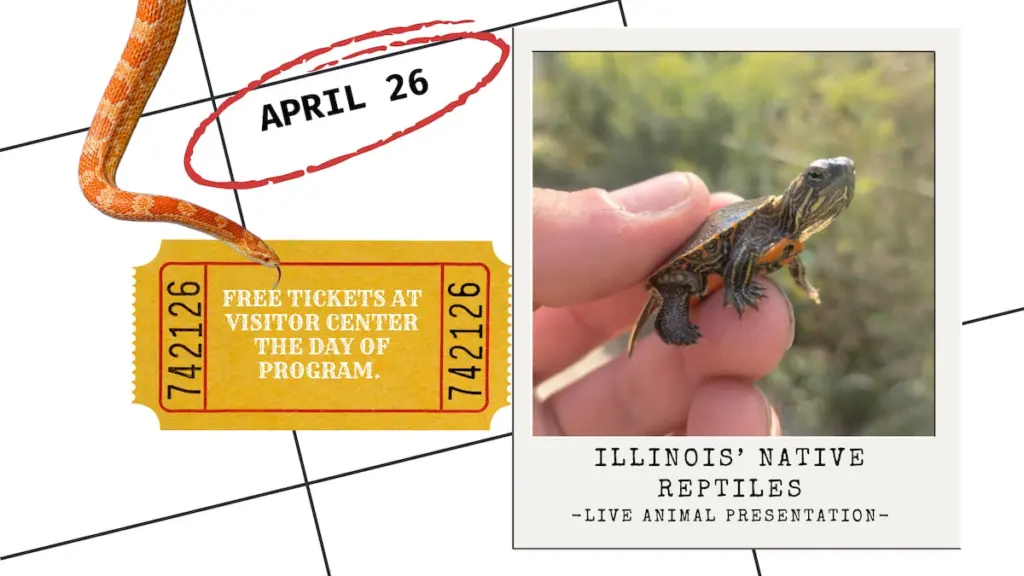 Illinois’ Native Reptiles, a live animal program, will be at 1 p.m. Sunday, April 26 at Starved Rock State Park Visitor Center.