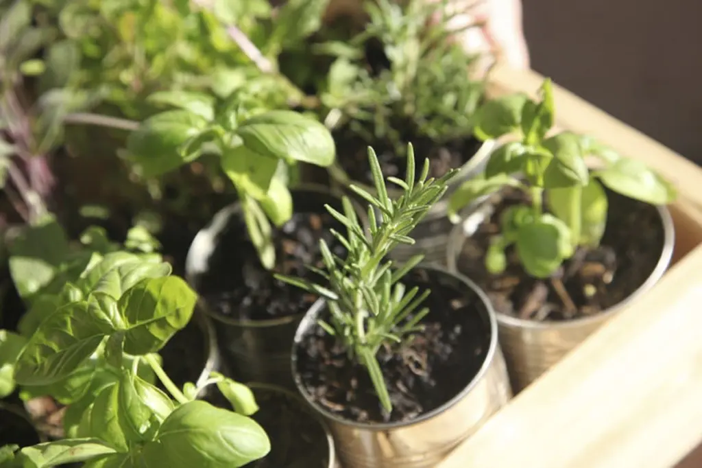 The Illinois Valley Herb Guild will hold its annual Garden Faire plant sale from 9 a.m. to 2 p.m. Saturday, May 9, in the St. Bede Academy gymnasium, 24 W. U.S. Highway 6, St. Bede Lane, Peru.