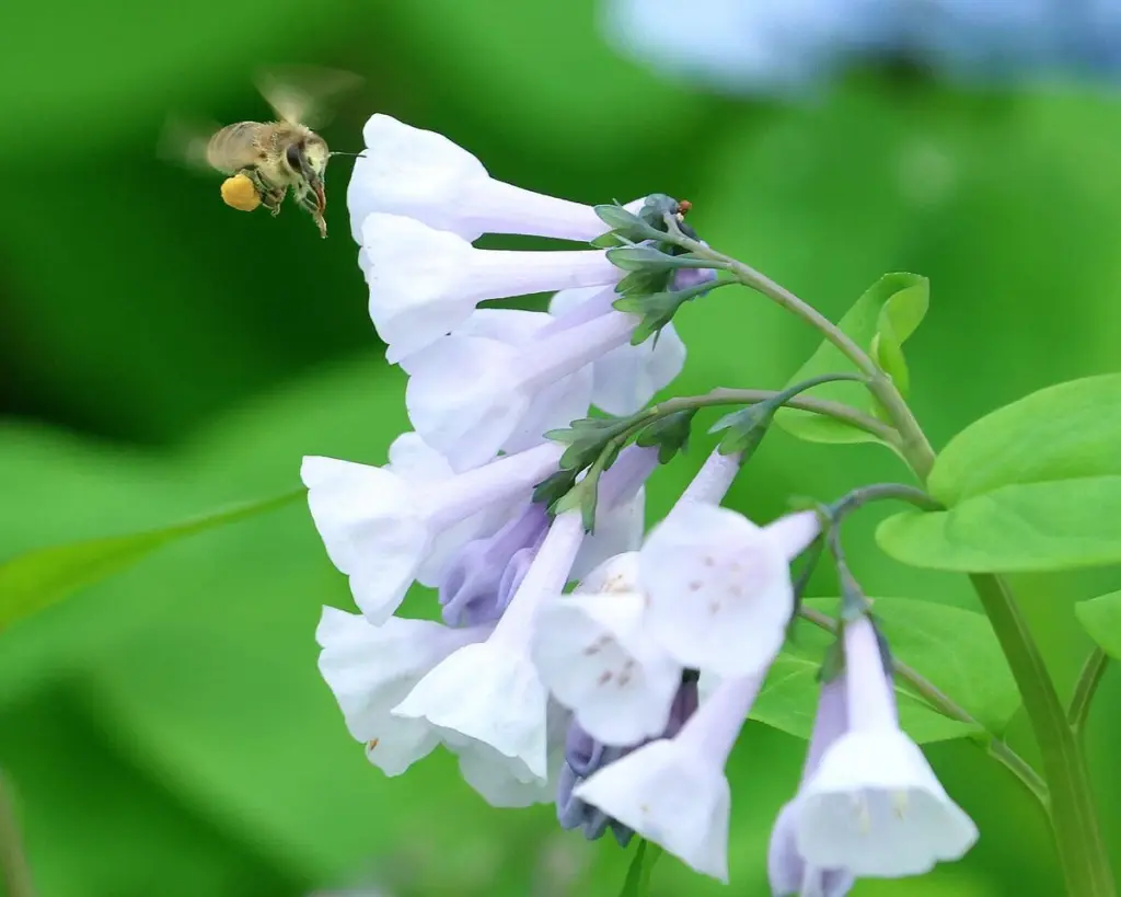 The iconic spring-flowering bluebell is back at Starved Rock State Park.
These beautiful blooms can be spotted along the trailhead to Illinois Canyon on the far east end of the park. Native to Illinois, bluebells are an important pollinator, attracting bees and other insects each spring. Peak bloom is expected over the next 2–3 weeks, making now the perfect time to get out and see them.