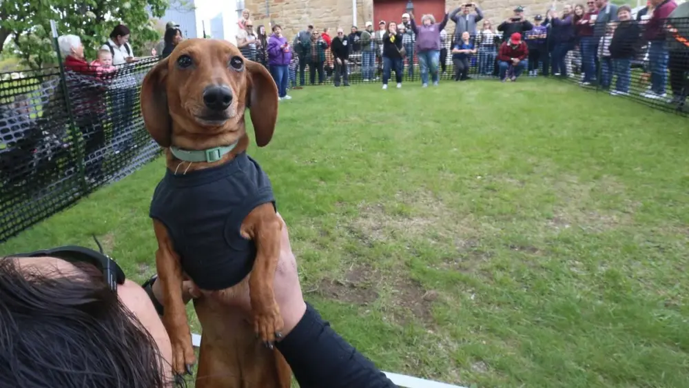 Dachshunds raced during the Doxie Derby on Saturday, May 2, 2026 next to the La Salle County Historical Society in Utica. The event was part of the Sip 'in' Snip Festival. Around a dozen dogs participated in the races. Proceeds from the event benefited Just Animals Shelter in Mazon.