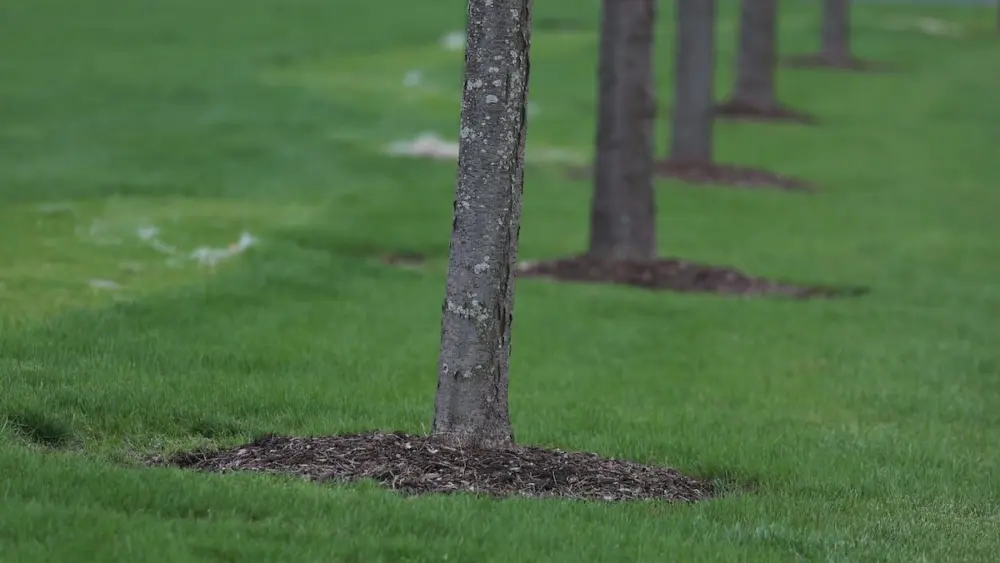 Flora improvements may soon be coming to the city of La Salle.