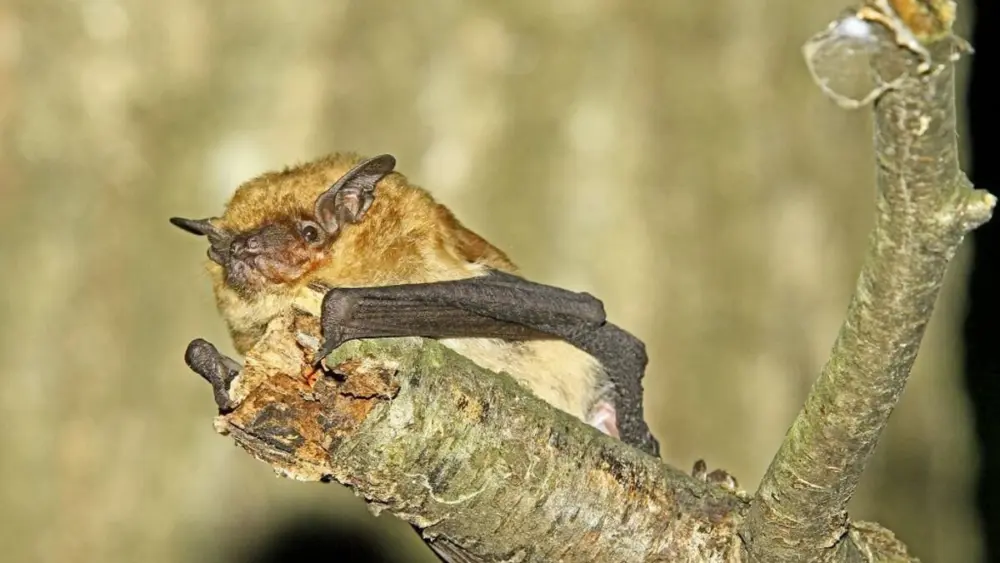 Learn about bats at “Bats in the Spotlight,” a program scheduled at 6:30 p.m. Saturday, August 29 at Starved Rock State Park.