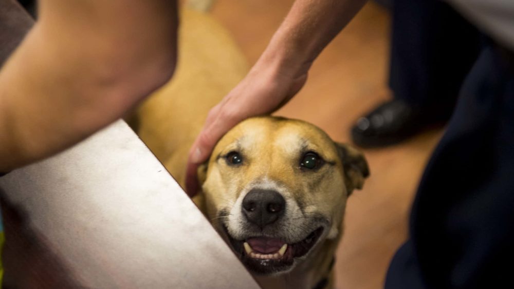 26355882762_5cc0773768_o