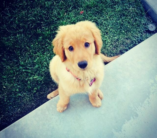 23708780231_db0f4816ab_o