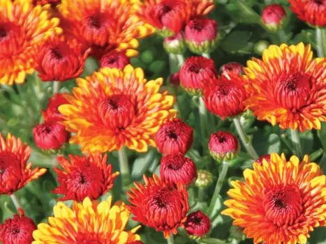 nl4xjqdhsbhaffpwz5jyycde5m694616