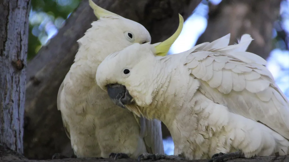 sulphur-crested-cockatoo-caratua-galerita
