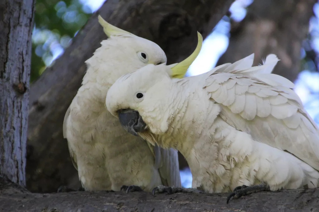 sulphur-crested-cockatoo-caratua-galerita