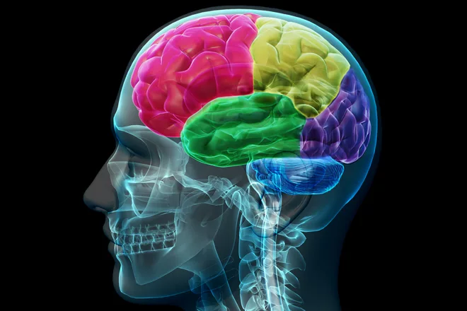 brain-22