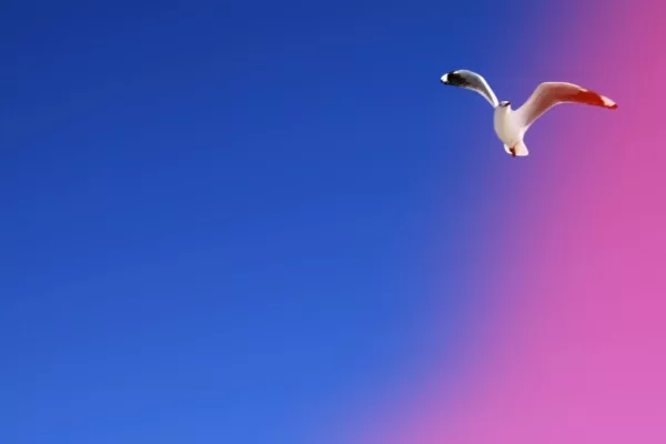 free-as-a-bird