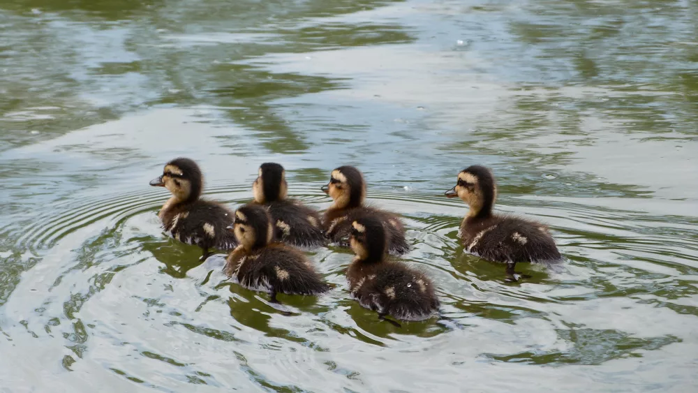 a-crew-of-ducklings