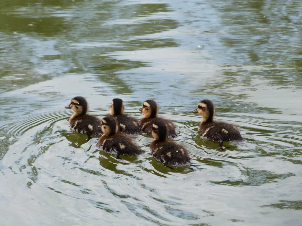 a-crew-of-ducklings