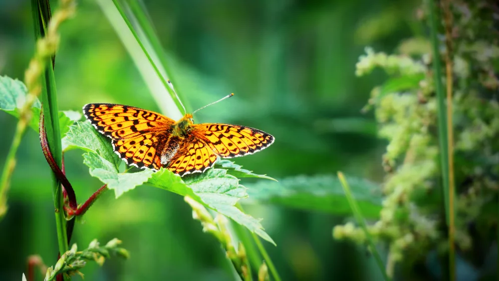 butterfly-on-a-leaf