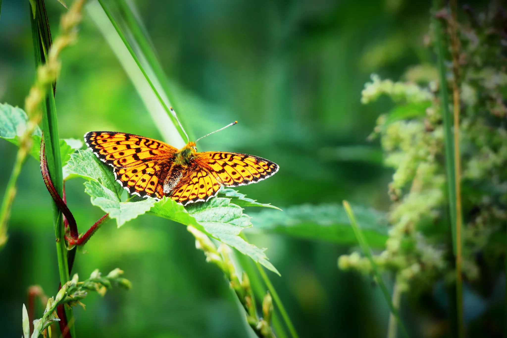 butterfly-on-a-leaf