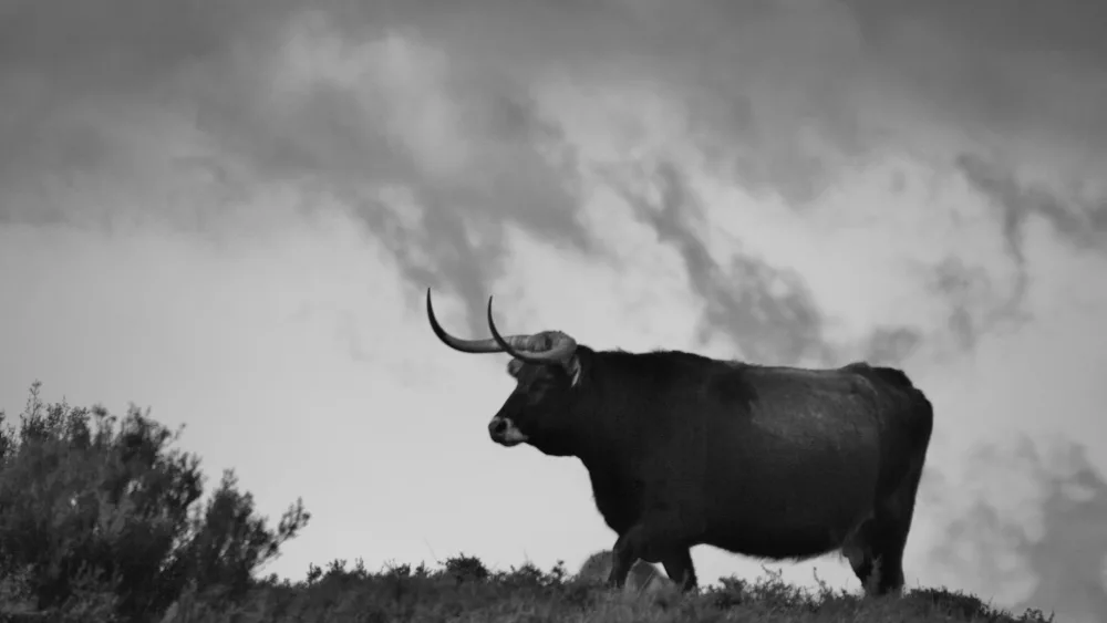 bull